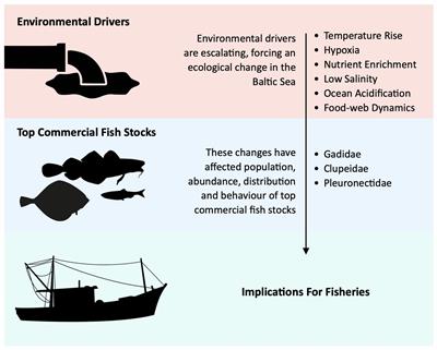 Environmental drivers affecting the status of top commercial fish stocks in the Baltic Sea: review